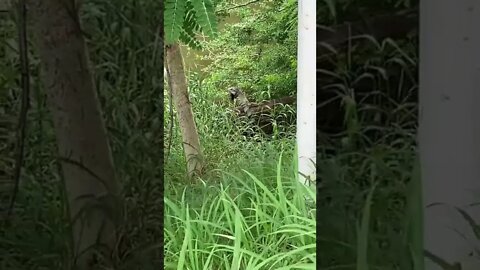 That’s huge lizard!!! ￼