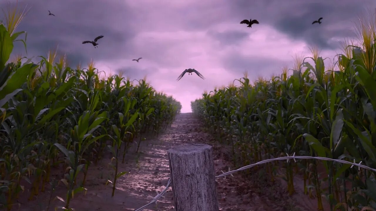 Relaxing Spooky Farm Music - Creepy Corn Fields ★632