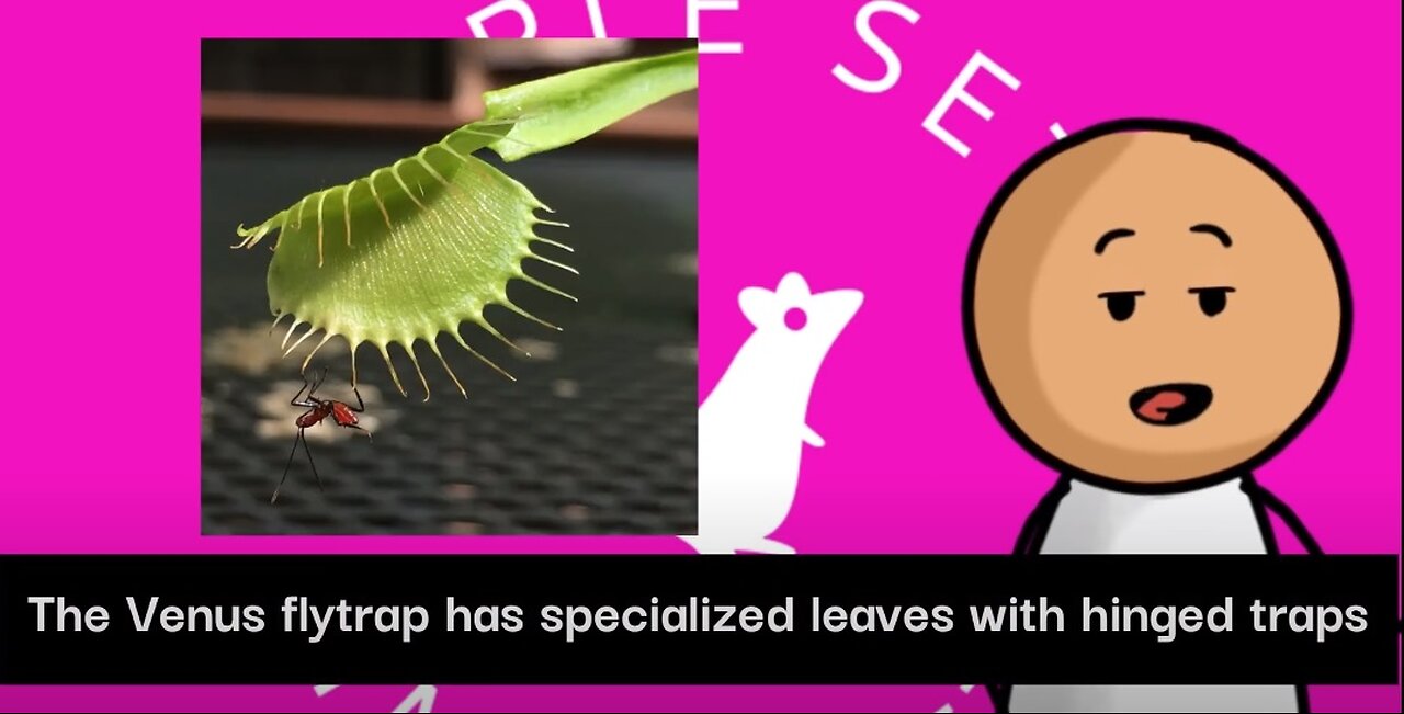 Astonishing Facts About Venus Flytraps Revealed