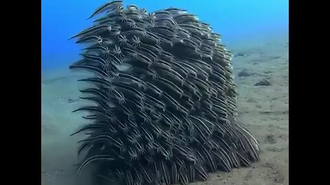 Juvenile striped eel catfish