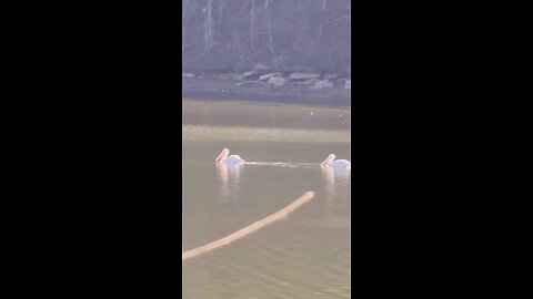 The White Pelicans have returned!