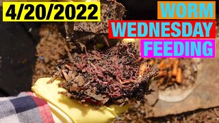 4-20-2022 Worm Wednesday Feeding