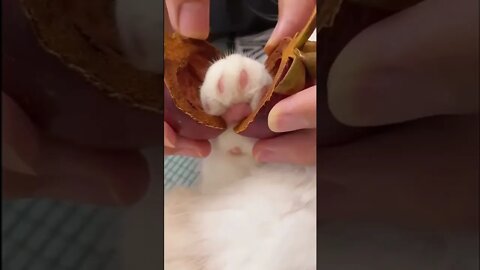 FUNNY CUTE KITTEN - Tiktok Compiled #Shorts