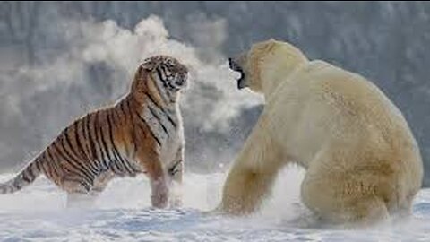SIBERIAN TIGER AND POLER BEAR FIGHT | WHO WILL BE THE WINNER?