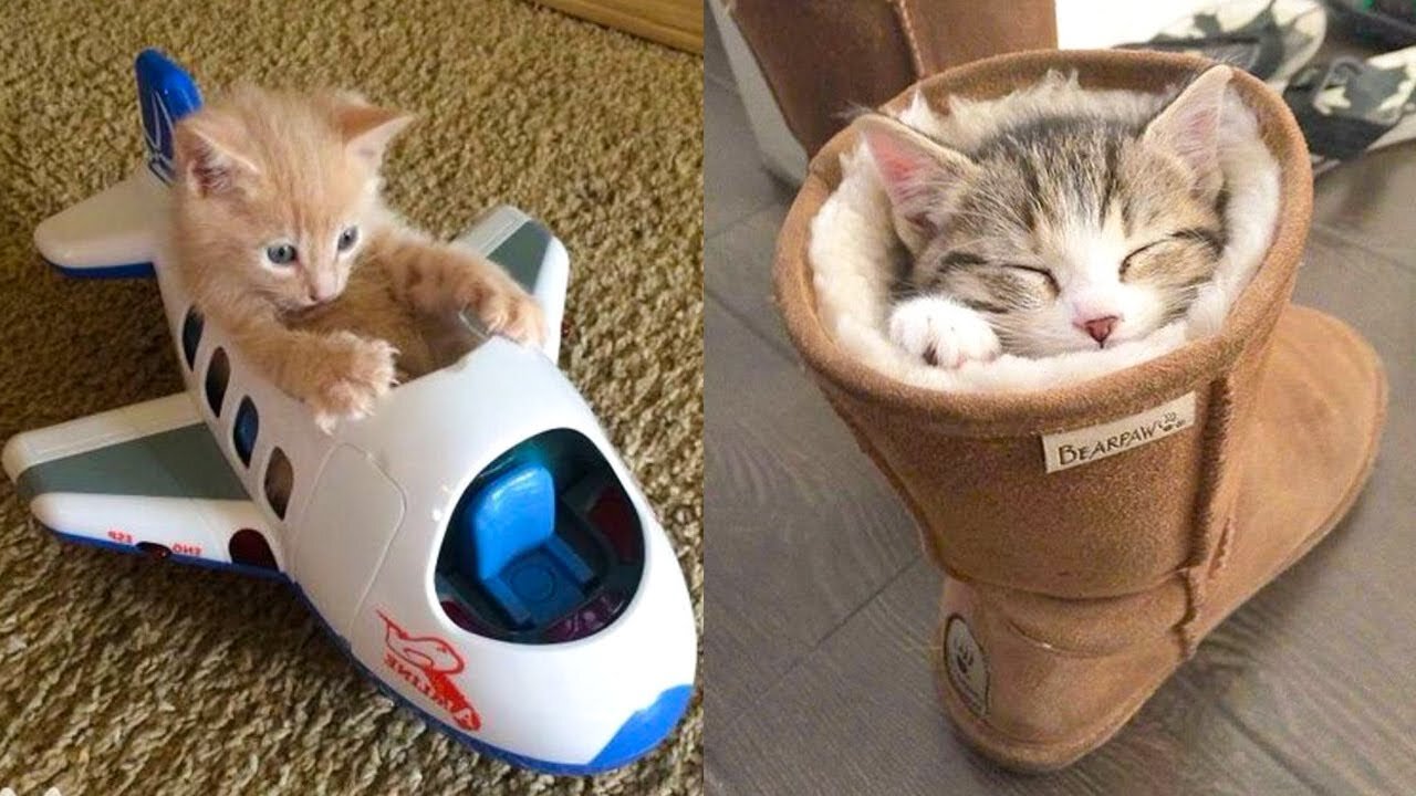 Hilarious Cat Fails That Will Make You LOL"