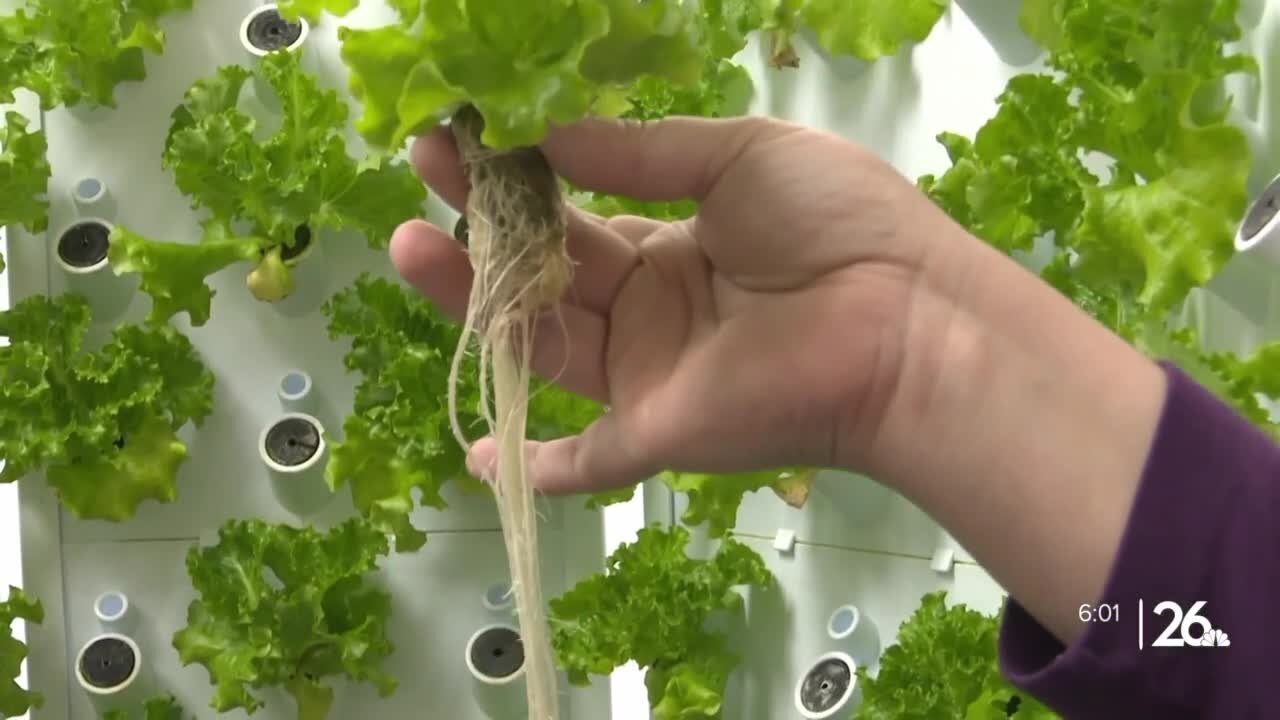 USDA grant to allow Manitowoc nonprofit grow up to 200 pounds of produce with more hydroponic Flex Farms