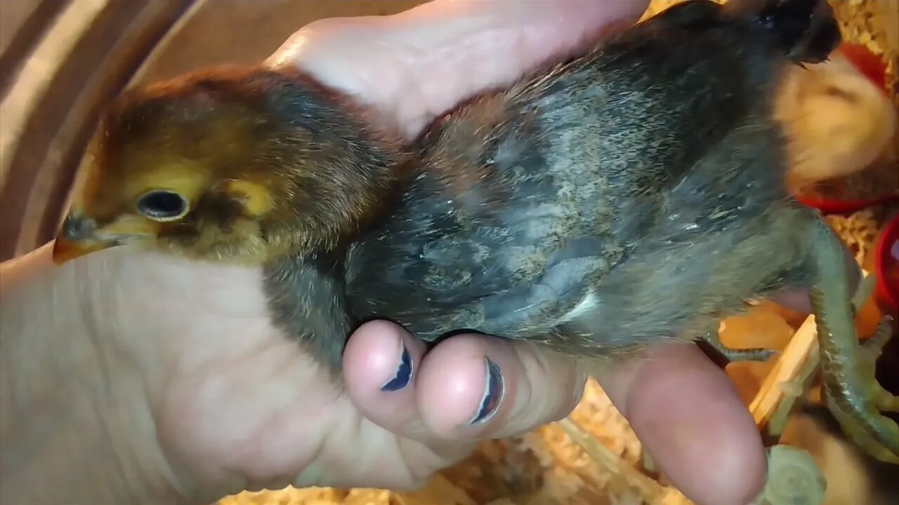 Mystery Chicks 2 weeks old, What do you think they are?