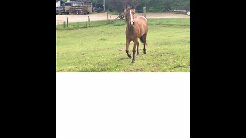 Lovable colt picks human over herd buddies