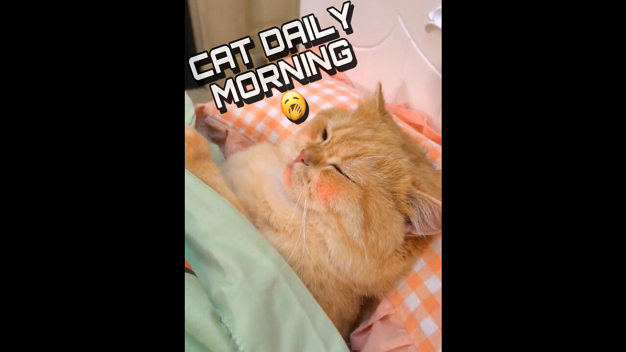 Cat Daily Morning 🥱