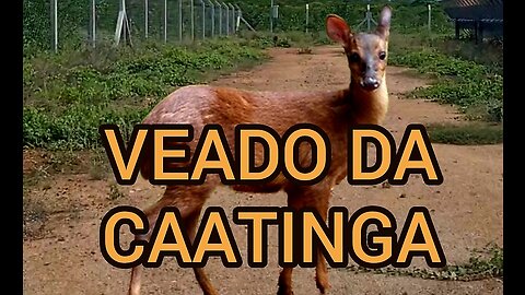 VEADO DA CAATINGA.