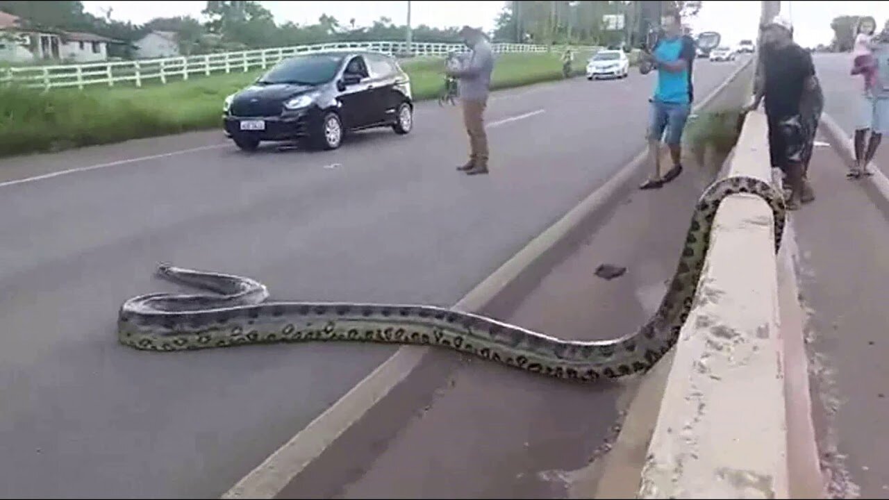 GIANT ANACONDA crossing road in BRAZIL!!! TRAFFIC HALTED