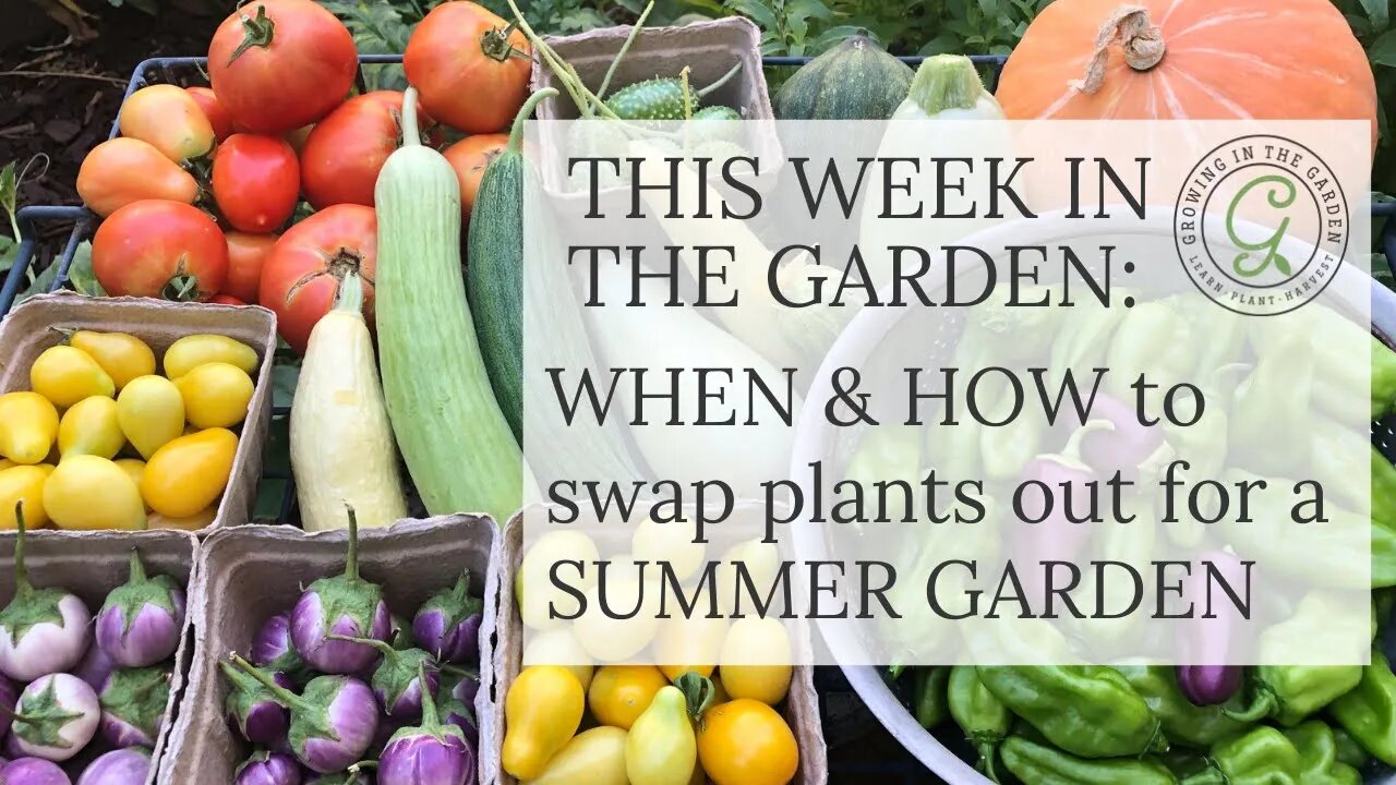 WHEN and HOW to swap out plants for a SUMMER GARDEN: Making the transition from SPRING to SUMMER