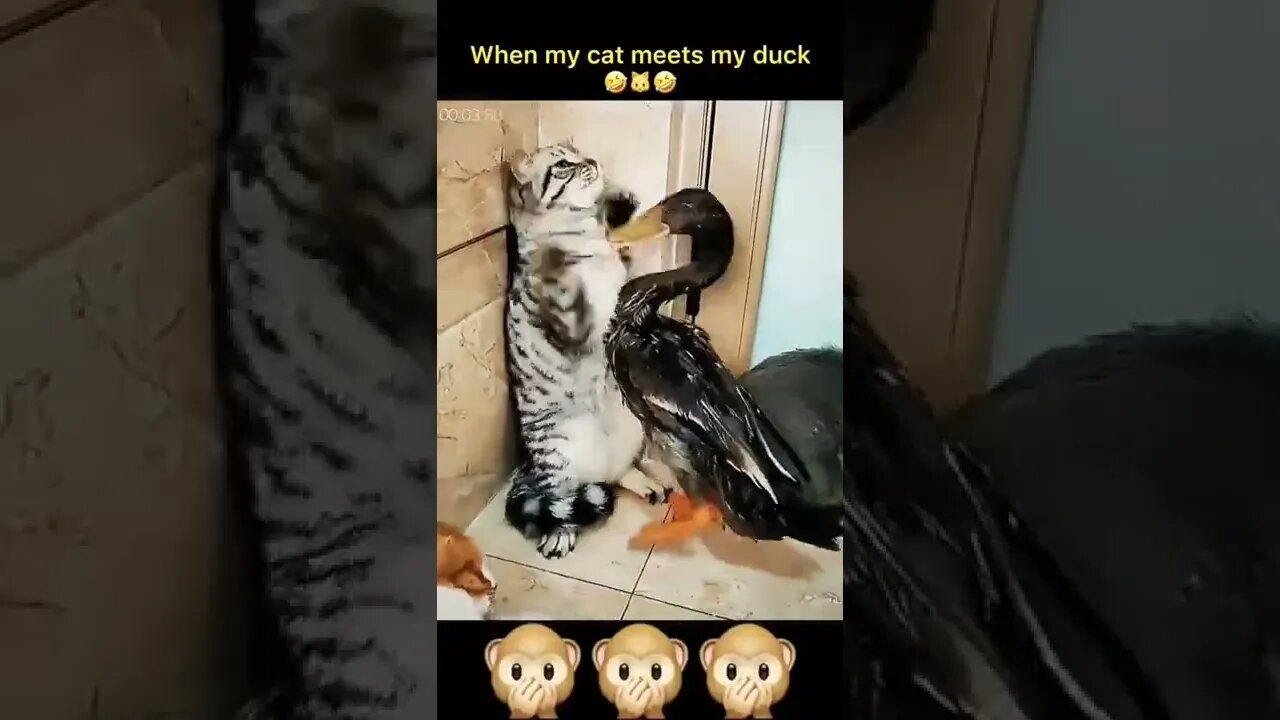 Cat Video Cat And Duck #cat #funny #reels #shorts