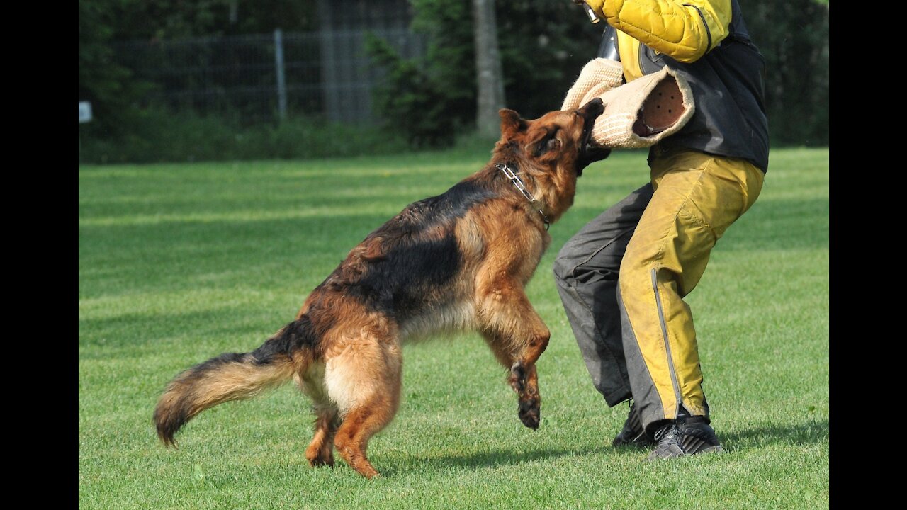 Guard dog training easy step by step approach