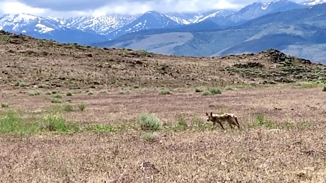 Coyote Encounter Hiking with Zippy in Reno Nevada