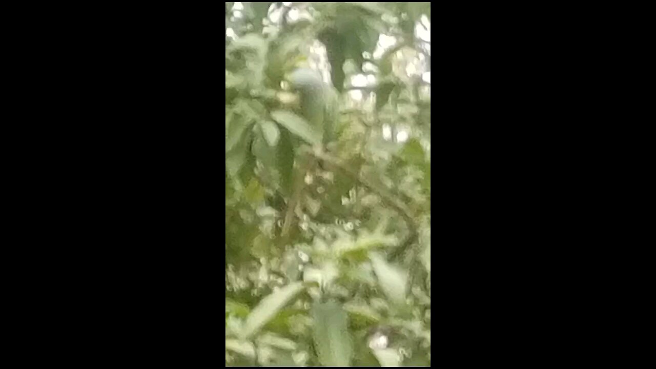 Indian parrot eating guava from guava tree