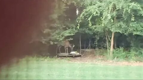 Deer LIVE