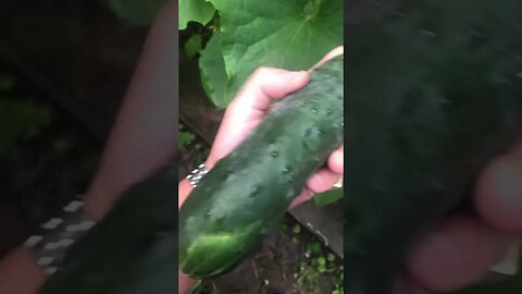 Big as my Cucumber 🥒