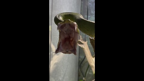 Look At Those Teeth On This Emerald Tree Boa