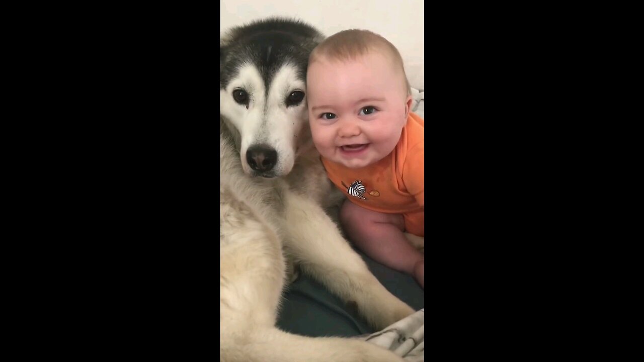 Husky & baby become best friend #shorts