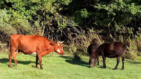 Domashny - the smallest pony geese in nature video