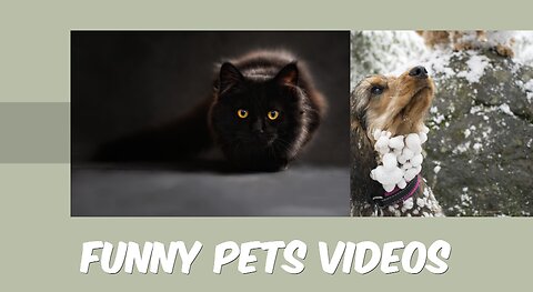 funniest cat video