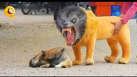 Troll prank dog funny and fake lion and fake tiger prank | huge box prank