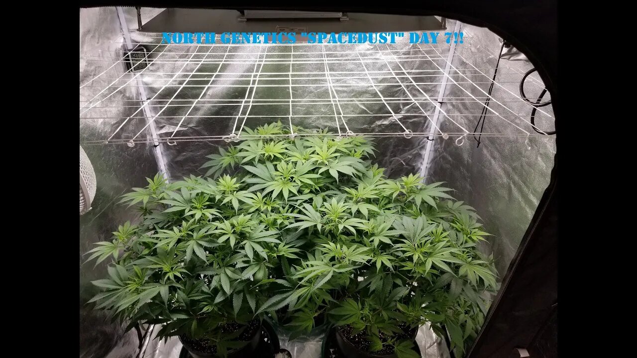 "Summer Stock" episode 2! North Genetics - Spacedust 👽 SpiderFarmer sf2000 day 7