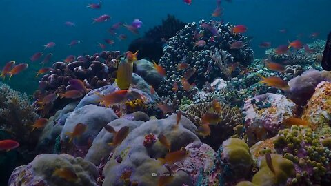What If the Oceans Lose Oxygen?