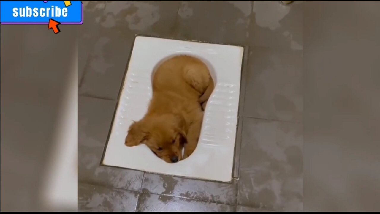 Adorable Confused Animals so funny to watch 😍😍