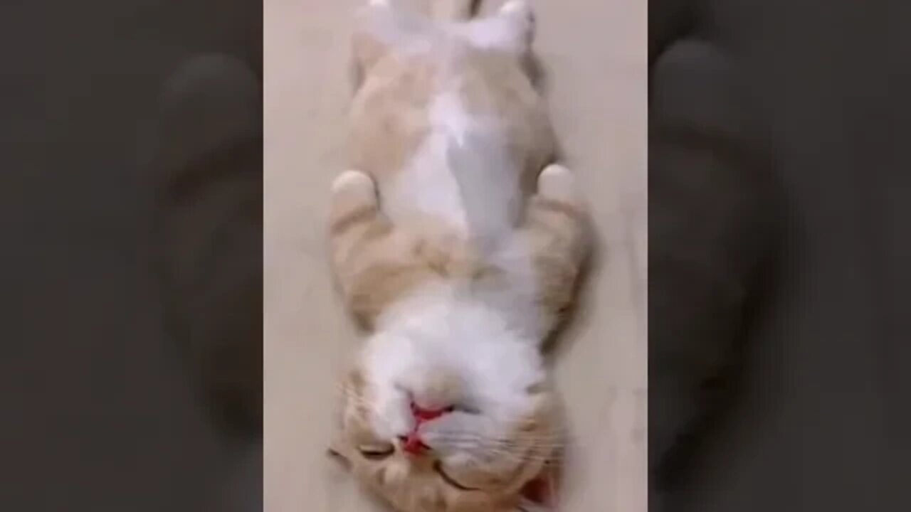 cute cat videos 😹 funny videos 😂 912 😻#shorts #shortsfunny #cutecat #catvideos #cats #catscare #cat