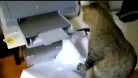 Cute cat playing with a printer