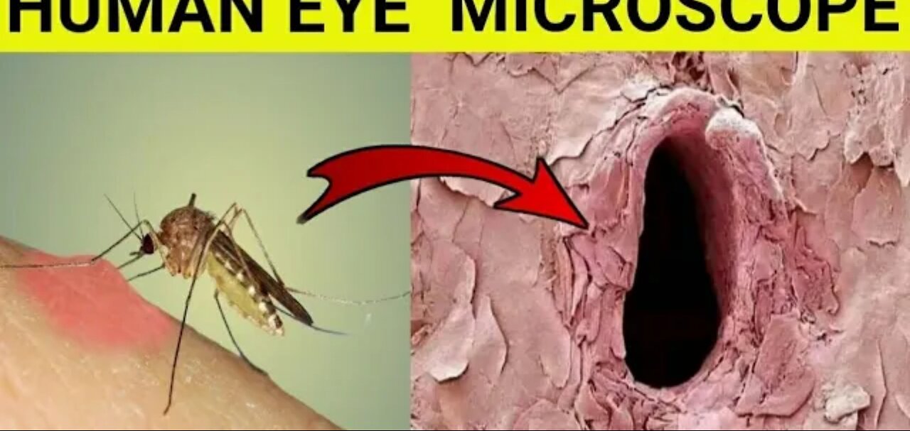 12 things under microscope #shorts #facts #microscope #viral