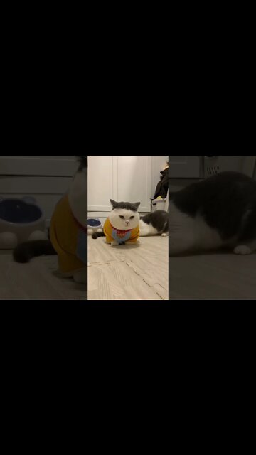 funny viral cute cat 🐈🐈🐈😺#funnycat #short #funnyvideo