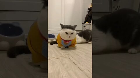 funny viral cute cat 🐈🐈🐈😺#funnycat #short #funnyvideo