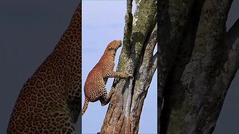 POWERFUL Leopard Climbs Tree #shorts #short