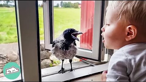 Wild Crow Knocks On Window To Play With His Baby Friend Every Day | Cuddle Buddies.