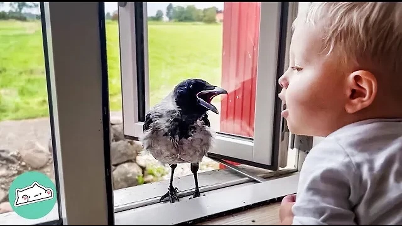 Wild Crow Knocks On Window To Play With His Baby Friend Every Day | Cuddle Buddies.