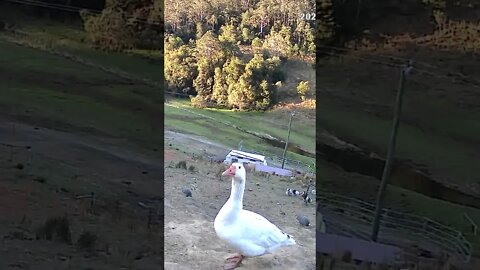 Edwin the goose