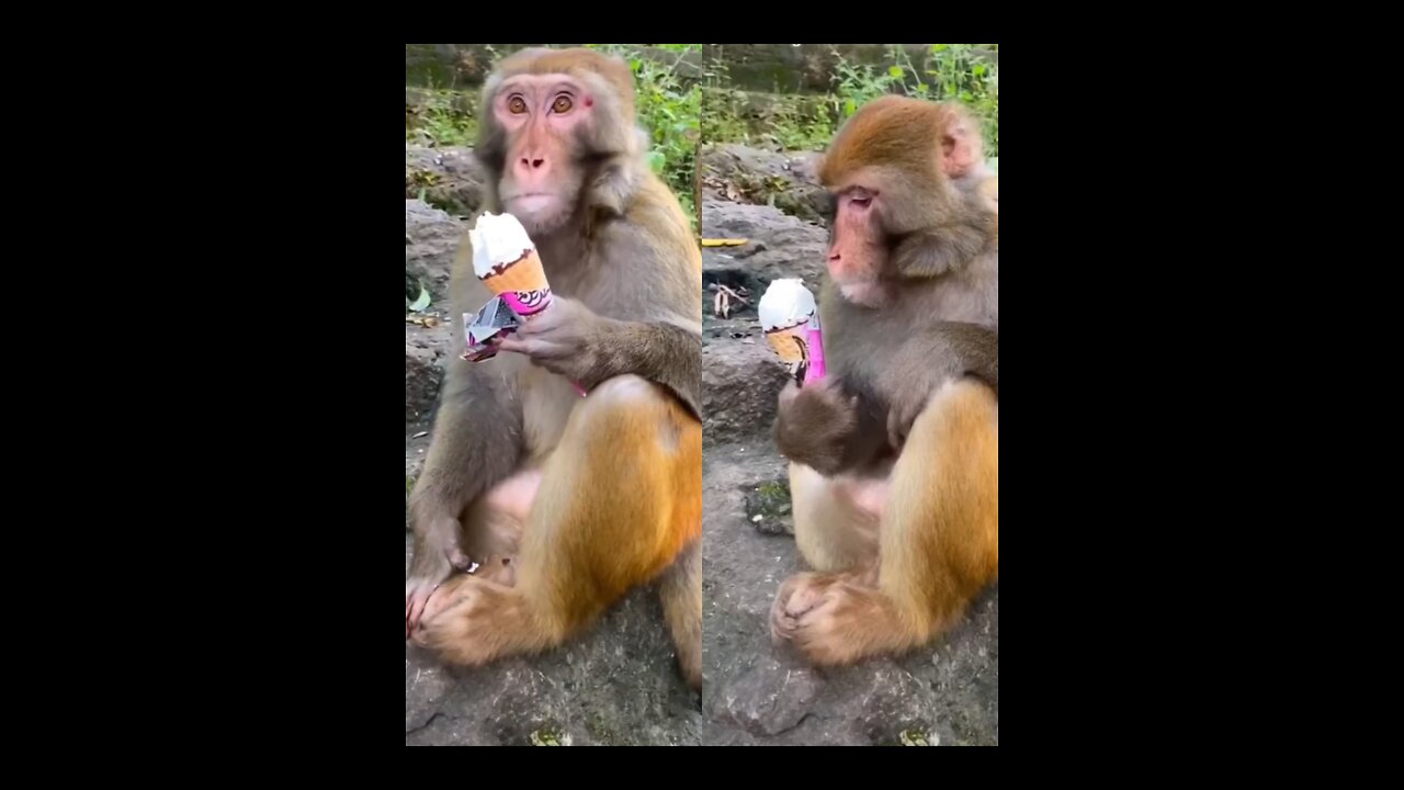 Monkey Enjoy Ice Cream!