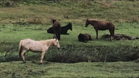 Horses catching their morning sleeps, enjoying the sounds of nature in paradise