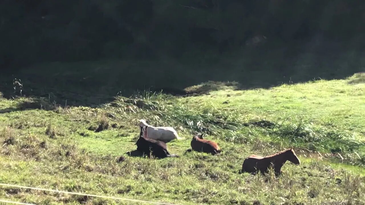 Last one promise! All the horses are lying down to sleep in the pasture