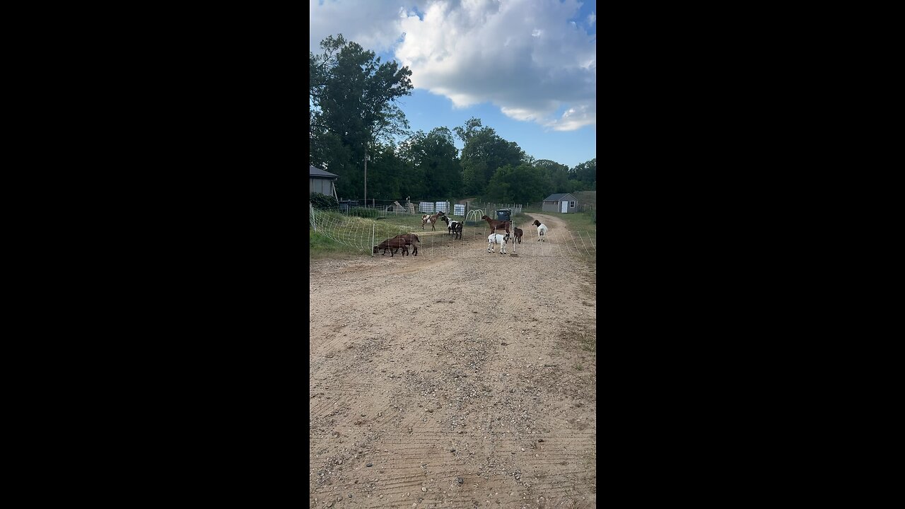 Spunky goat