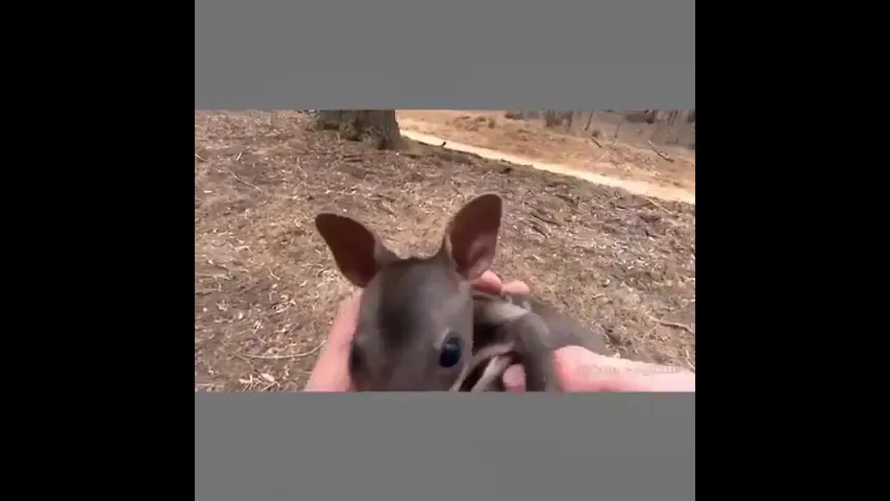 Australian firefighter finds a baby Kangaroo