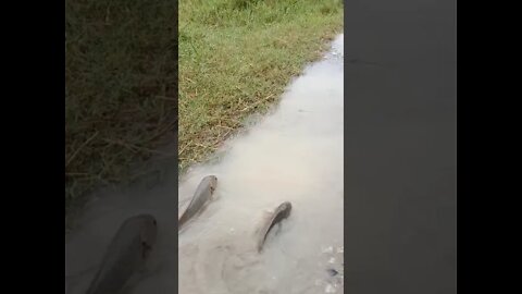 ikan