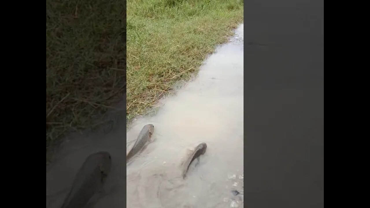 ikan