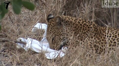 Leopard Chews Dropped Jersey! Please Hold On To Your Belongings....
