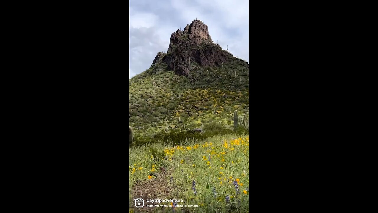 Picacho Peak Super Bloom