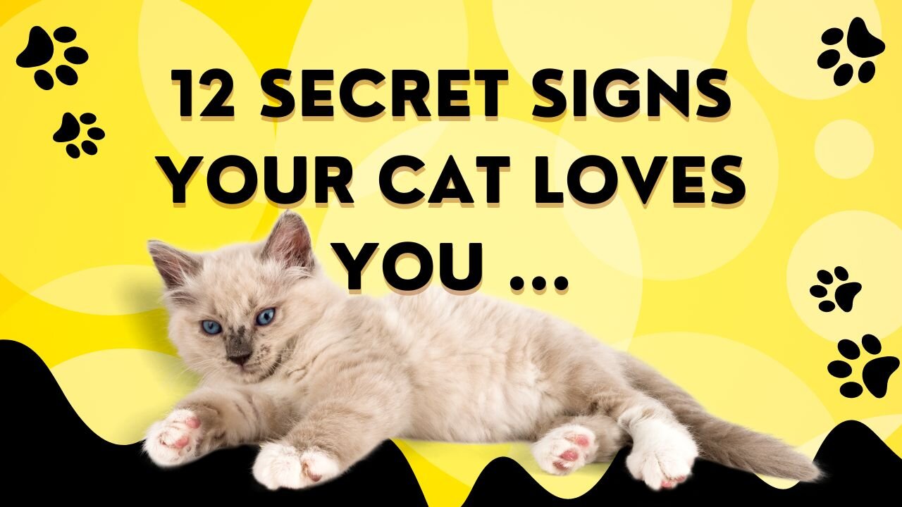 12 Secret Signs Your Cat Loves You But You Don't know.