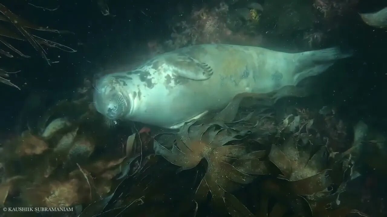 Seal sleeping underwater in kelp forest